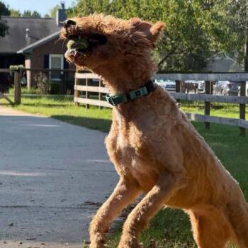 Mable -  Goldendoodle and Poodle Dog for Adoption in Sanford, North Carolina - Mable | PetCurious