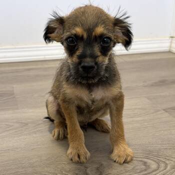 Huckleberry -  Terrier and Yorkshire Terrier Dog for Adoption in San Diego, California - Huckleberry | PetCurious