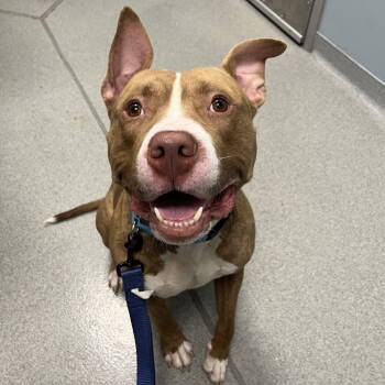 Rescue American Bulldog Dogs for Adoption in New Castle, Delaware - Gunner | PetCurious