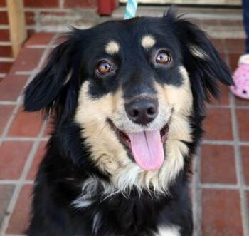 Roxy -  Australian Shepherd and Mixed Breed Dog for Adoption in Minneapolis, Minnesota - Roxy | PetCurious
