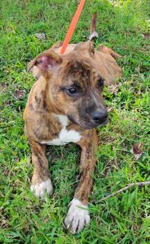 Rescue American Staffordshire Terrier Dogs for Adoption in Zuni, Virginia - Xavier Jayden | PetCurious