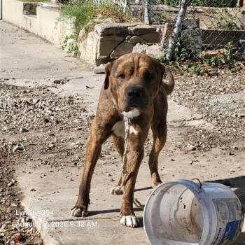 BOOMER -  Mastiff Dog for Adoption in San Antonio, Texas - BOOMER | PetCurious