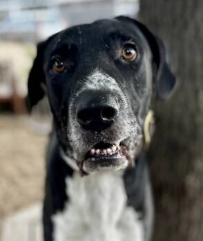 Rescue Great Dane and Maremma Sheepdog Dogs for Adoption in Tucson, Arizona - Jack McCoy | PetCurious