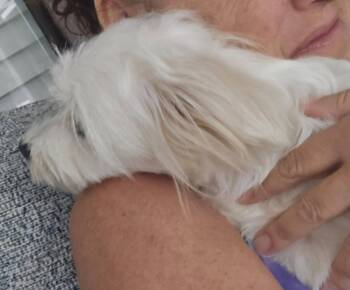 Maltese Dogs Available for Adoption in Palm City, Florida - GIGI | PetCurious