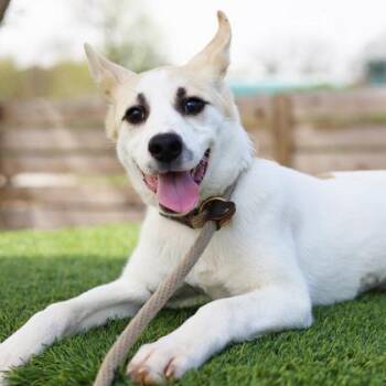 Labrador Retriever and Mixed Breed Dogs Available for Adoption in Atlanta, Georgia - Dori | PetCurious