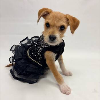 798 (2026) Tallulah -  Terrier Dog for Adoption in Parker, Colorado - 798 (2026) Tallulah | PetCurious