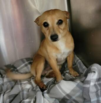 Buddy -  Chihuahua Dog for Adoption in Van Alstyne, Texas - Buddy | PetCurious
