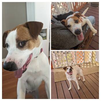 Rescue Pit Bull Terrier Dogs for Adoption in Phenix City, Alabama - Abby | PetCurious