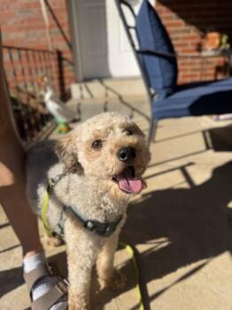 Arthur -  Poodle Dog for Adoption in Lexington, Kentucky - Arthur | PetCurious