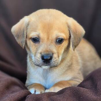 Rescue Chihuahua and Terrier Dogs for Adoption in San Diego, California - Royal Pup - Louis | PetCurious