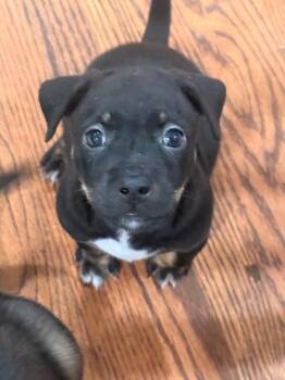 Yoda -  German Shepherd Dog and Mixed Breed Dog for Adoption in Los Angeles, California - Yoda | PetCurious