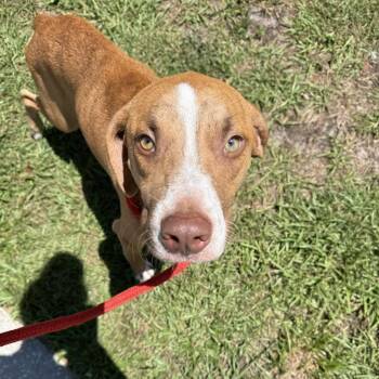 Diego -  Pit Bull Terrier Dog for Adoption in Port Richey, Florida - Diego | PetCurious