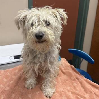 LOUIE -  Lhasa Apso and Mixed Breed Dog for Adoption in Rancho Cucamonga, California - LOUIE | PetCurious