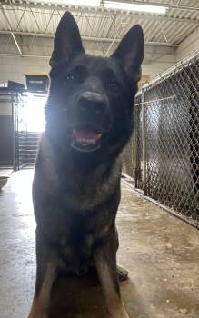 Monty -  German Shepherd Dog Dog for Adoption in Hoffman Estates, Illinois - Monty | PetCurious