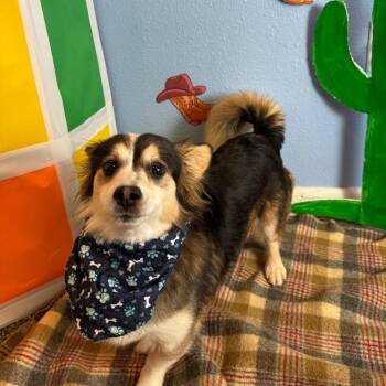 Chex Mix -  Chihuahua and Terrier Dog for Adoption in Fresno, California - Chex Mix | PetCurious