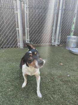 Eddie -  Mixed Breed Dog for Adoption in Lafayette, Indiana - Eddie | PetCurious