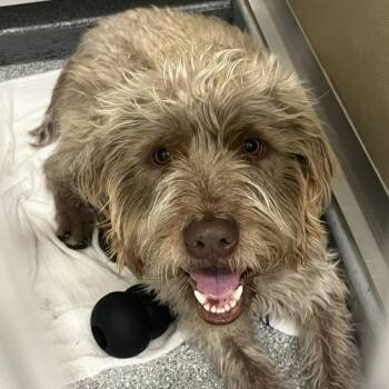 German Wirehaired Pointer Dogs Available for Adoption in Durango, Colorado - Cuatro | PetCurious