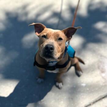 Mixed Breed Dogs Available for Adoption in Lake Panasoffkee, Florida - Jessie | PetCurious