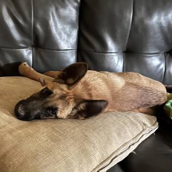 Ajax -  German Shepherd Dog Dog for Adoption in Tulsa, Oklahoma - Ajax | PetCurious