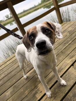 Boxer Dogs Available for Adoption in Linton, Indiana - Mia | PetCurious