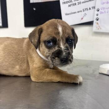 ozzy -  Shepherd and Catahoula Leopard Dog Dog for Adoption in Parrish, Alabama - Ozzy | PetCurious