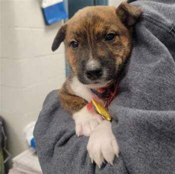 Australian Shepherd and Shiba Inu Dogs Available for Adoption in St. Louis, Missouri - TATER TOT | PetCurious