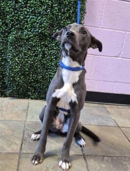 61761391 -  Mixed Breed Dog for Adoption in El Paso, Texas - 61761391 | PetCurious