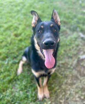 German Shepherd Dog and Mixed Breed Dogs Available for Adoption - BUSTER | PetCurious