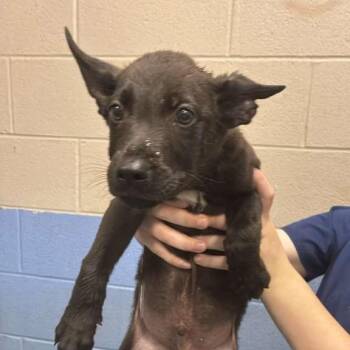 Fa -  Mixed Breed Dog for Adoption in Gadsden, Alabama - Fa | PetCurious