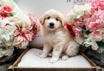 Labrador Retriever and Great Pyrenees Dogs Available for Adoption in Newberg, Oregon - Robby | PetCurious