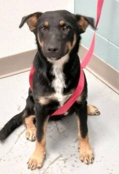 George -  Shepherd and Mixed Breed Dog for Adoption in Kansas City, Missouri - George | PetCurious
