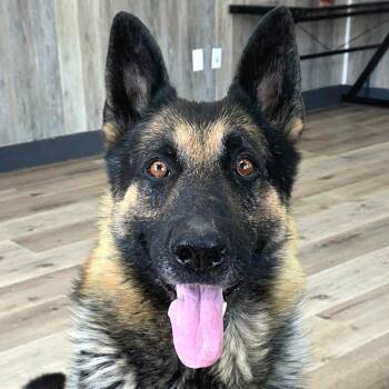 Doc Holliday -  German Shepherd Dog Dog for Adoption in Idaho Falls, Idaho - Doc Holliday | PetCurious