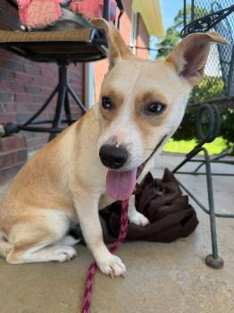 Baby -  Pit Bull Terrier Dog for Adoption in Pembroke, Massachusetts - Baby | PetCurious