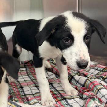 Mixed Breed Dogs Available for Adoption in Lake Jackson, Texas - Faramir | PetCurious