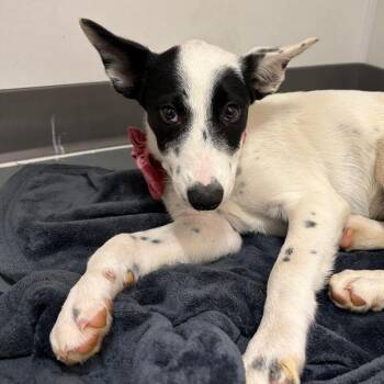 Jane Austen -  Cattle Dog and Border Collie Dog for Adoption in Austin, Texas - Jane Austen | PetCurious