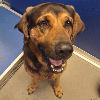 Max -  Bloodhound and Labrador Retriever Dog for Adoption in Murray, Utah - Max | PetCurious
