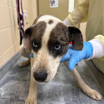 Mixed Breed Dogs Available for Adoption in Winston-salem, North Carolina - Bronze | PetCurious