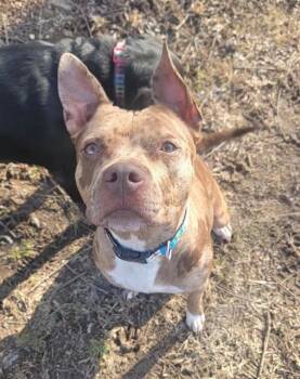 Pit Bull Terrier and Mixed Breed Dogs Available for Adoption - REESIE | PetCurious