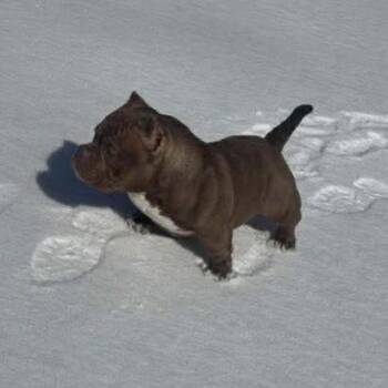 American Bulldog Dogs Available for Adoption - Nala | PetCurious