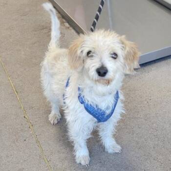 Mixed Breed Dogs Available for Adoption in Las Cruces, New Mexico - 106925 | PetCurious
