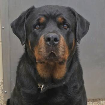 Rottweiler Dogs Available for Adoption in Aiken, South Carolina - Princess 62364 | PetCurious
