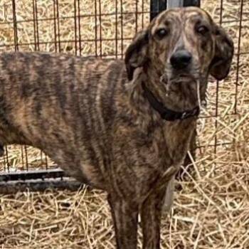 Mixed Breed Dogs Available for Adoption in Wilmington, Delaware - Fred | PetCurious