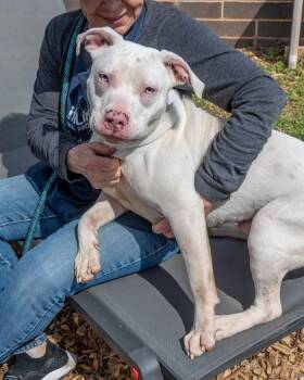 Mixed Breed Dogs Available for Adoption in Chamblee, Georgia - Blizzard | PetCurious
