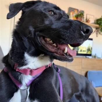 Mixed Breed Dogs Available for Adoption - Beth | PetCurious