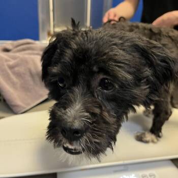 Tangerine -  Mixed Breed Dog for Adoption in Murray, Utah - Tangerine | PetCurious