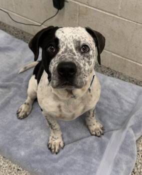 Peek-A-Boo -  Pit Bull Terrier and Mixed Breed Dog for Adoption in Kansas City, Missouri - Peek-A-Boo | PetCurious