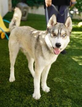 Rescue Husky Dogs for Adoption in Pasadena, California - Panda | PetCurious