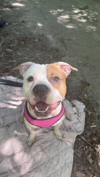 Billie -  Mixed Breed Dog for Adoption in New York, New York - Billie | PetCurious