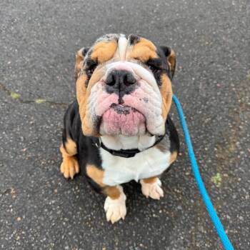 English Bulldog Dogs Available for Adoption in Newberg, Oregon - Mickey | PetCurious