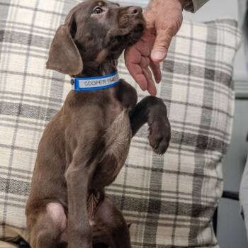 Cooper -  Chocolate Labrador Retriever and Mixed Breed Dog for Adoption in Pawling, New York - Cooper | PetCurious